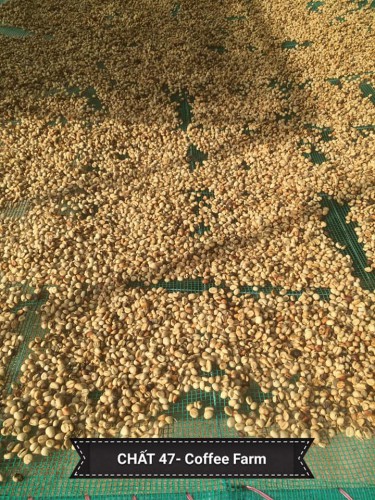 Cà Phê Nhân Robusta( Buôn Ma Thuột)