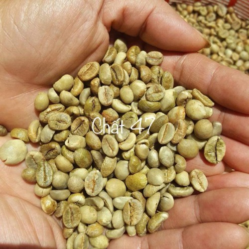 Cà Phê Nhân Chất lượng cao Robusta Buôn Ma Thuột( honey s16)